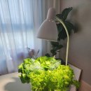 화초구농장 | 파미 식물조명으로 플랜테리어 완성했어요.