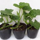 화수리농장 | 만차랑단호박 재배방법 전단지 자료