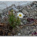 대보초등학교 이미지