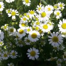 인보목장 이미지