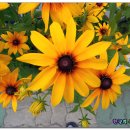 월성초등학교 이미지