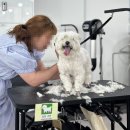 (단기)펫푸드(자격증) 이미지