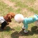 다독다독애견카페 이미지