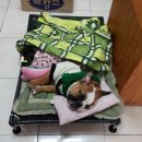 펫시스터즈 이미지