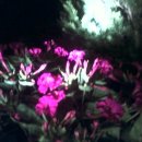 분꽃농장 이미지