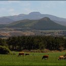 순정목장 이미지