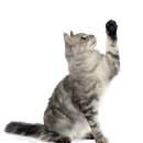 더원동물메디컬센터 이미지