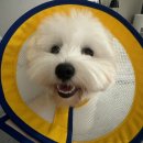 나을동물병원 | 블루] 하남미사 다나을동물병원 암컷 강아지 중성화...매우 매우 자세한 내돈내산 솔직후기(feat.내장칩)