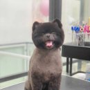 몽모드펫 이미지