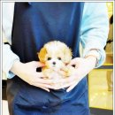 예쁜강아지 | 아이러브독 광주점 방문 후기 건강하고 예쁜 강아지를 만났어요~