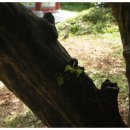 창원 인곡리 모과나무 이미지