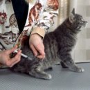 로잔동물의료센터 이미지