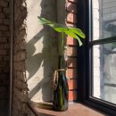 어반플랜트(UrbanPlant) | 합정카페 추천-어반플랜트(urbanplant) 후기
