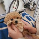 헬로 다키 | 양산 강아지분양 후기 , 말티푸 설이 이야기 :)