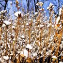 목화밭 이미지