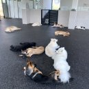 네버슬립독 이미지