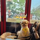 문차이나 | 인천 차이나타운 애견동반 중식당 [문차이나] 솔직 후기