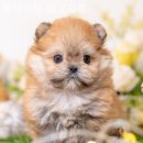 펫웨이브 광교지점 이미지