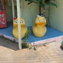 월척오리 이미지