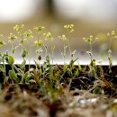 꽃다지 앞 이미지