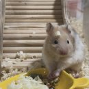 골든햄스터분양 탬펫 강남점 | 골든햄스터 키우기 일기 | 분양 후기 + 핸들링 성공 노하우 공개(+햄스터짤)