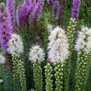 꽃들의이야기 이미지