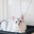 리니다미