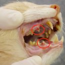 논현동물병원 이미지