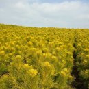 황금소나무농원 이미지