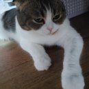 유한동물병원 이미지