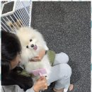 강아지의 하루 이미지