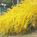 개나리세탁 이미지