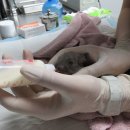 서울시야생동물센터 이미지