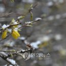 남촌도림동-17 이미지