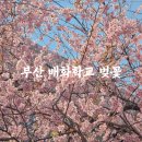 배화학교 | 부산 배화학교 벚꽃 실시간, 전국에서 가장 먼저 개화하는 벚꽃