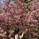 화원동산 주차장 | [대구 달서구] 화원유원지 실시간 겹벚꽃 후기