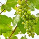 중앙농약종묘사 이미지