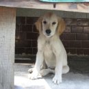 래브라도리트리버?/ 골든리트리버 이미지