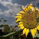 천선농장 이미지