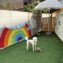 폴링인독 | 상봉애견놀이방 사랑하는 반려견과의 특별한 시간, 폴링인독 후기