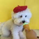 댕댕아리 이미지