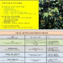 11월 21일. 11월 부부의 날. 한국의 탄생화와 부부사랑 / 송악, 아이비, 행복나무, 홍콩야자 이미지