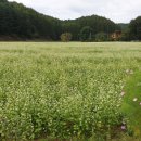 효석문학100리길 제1구간 이미지