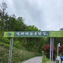 충북 보은군 삼년산성+말티재 꼬부랑길 트레킹(2024.4.30.화) 2/2 이미지