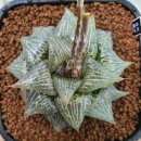 푸르댕댕 이미지