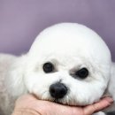 강아지미용실 이미지