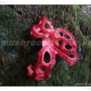 붉은바구니버섯 Clathrus ruber 이미지