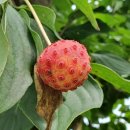 산사나무한의원 이미지