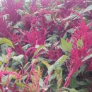 아마란스 이미지