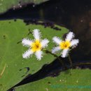 용담광택 이미지